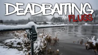 Hechtangeln im Winter ► Deadbaiting am Fluss