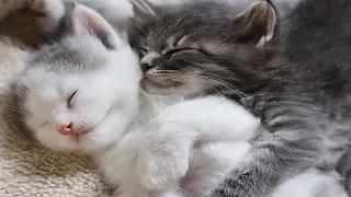 The world's smallest kittens!! Cute Cats | Cute cats Funny cat videos 2021 #47