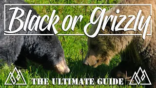 Black or Grizzly Bear | Why people keep getting it wrong