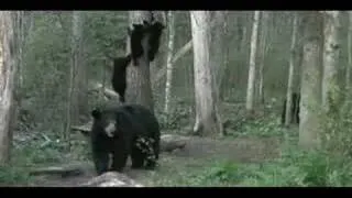 Mother Bear Sends Cubs Up Tree