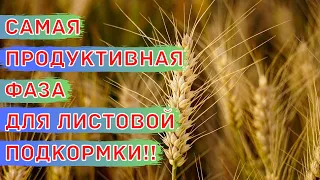 Как Получить +30% К Урожаю Пшеницы! Важная Фаза Для Подкормки Пшеницы По Листу - Флаговый Лист.