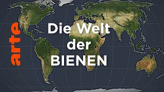 Die Welt der Bienen | Mit offenen Karten | ARTE