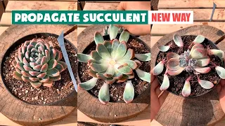 New Method to Propagate Succulents So Fast | 多肉植物 | 다육이들 | Suculentas