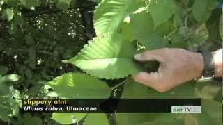 Trees with Don Leopold - slippery elm