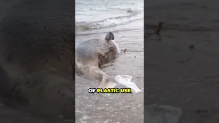 😱 The Shocking Truth About Plastic Pollution 🎣 in our Oceans 🌊