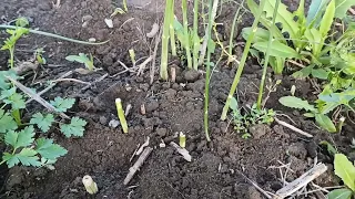 Село ожило, наслідки Заморозків 🔥