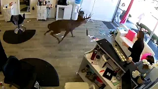 Hilarious Security Camera Animal Fails and More