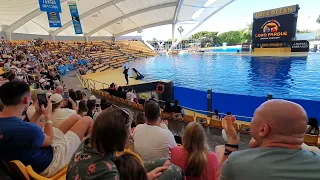 Loro park, Tenerife march 2024, incredible orca show