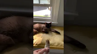 I gave my indoor cat an outdoor feather