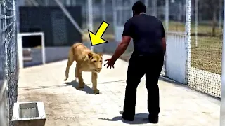 Lion sees her adoptive human dad after 7 years and this happened