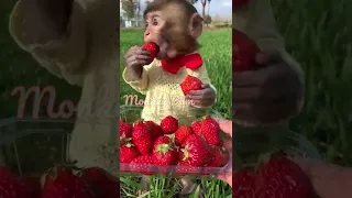 Monkey monkey eating strawberry is so cute#Shorts