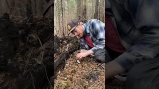 Foraging for Black Burn Morels (Morchella) in the Sierra Foothills of California