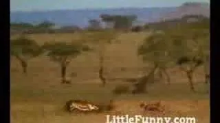 Afterall Cheetah isn't the fastest animal...