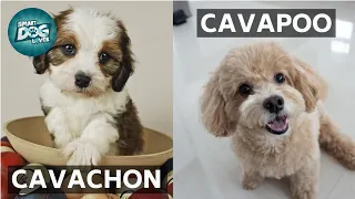 Cavachon VS Cavapoo | These Are the Similarities and Differences Between Cavachon and Cavapoo