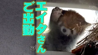 【レッサーパンダ】エイタさんご出勤　Red Panda EITA at Maruyama Zoo