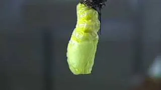 Monarch Butterfly Pupating - Part 2 - Time Lapse