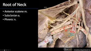 Superior Mediastinum and Root of Neck - Root of Neck