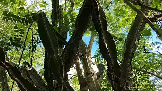 Caatinga Bioma Totalmente Brasileiro