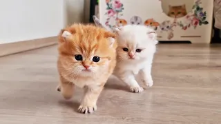 We can't be stopped now! Cute Kittens got out of the nest!