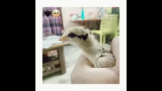 The process of becoming a mother of baby chick🐣 cutie 🖤🥺