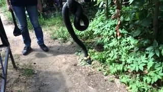 Змея на кладбище
