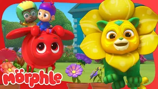 The Flower Power Prize🌻| Cartoons for Kids | Mila and Morphle