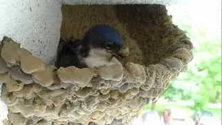 Delichon urbica - jaskółka oknówka buduje gniazdo