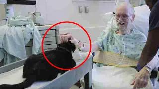 Cat Came To See Owner In Hospital And Doctor Finds It’s Not Just For Company