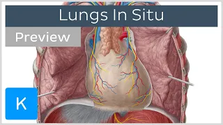 Lungs in situ surrounding structures (preview) - Human Anatomy | Kenhub