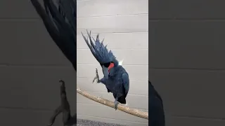 Попугай Танцует (СМЕШНО) Parrots Fanatics