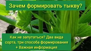 Для чего формировать тыкву? Как и когда формировать тыкву?Прищипывание тыквы в открытом грунте