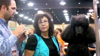 Diane Betelak Grooming a Poodle's Face