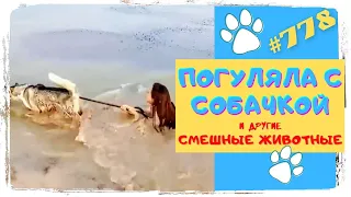 САМЫЕ СМЕШНЫЕ ЖИВОТНЫЕ 😂 Коты 🐈 Собаки 🐶 и др  Попробуй не Засмеяться 😆