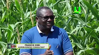 AYEKOO: Commercial Maize Farming