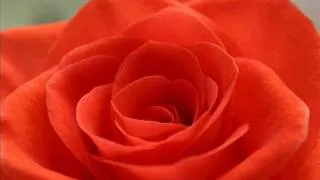 One Million Roses (Soviet Songs in English) - Миллион алых роз (на англ. языке)