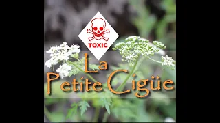 Identifier la petite Cigüe