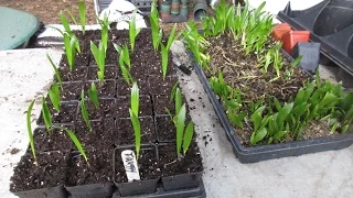 How to Pot up Palm Seedlings