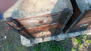 Утеплення бджіл у вулику Паливоди.