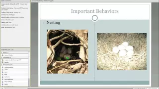 Poultry behavior