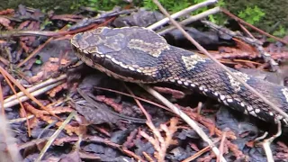 恐怖！のマムシ観察記録！！（2013.6.23観察）Gloydius blomhoffii งูพิษ Viper नाग