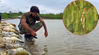 Big prawns fishing || fishing for giant fresh water prawns