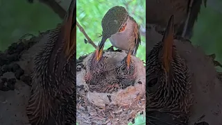 Allen's Hummingbirds feeding her babies, Lily & River 13 & 12 days old. #babyhummingbird