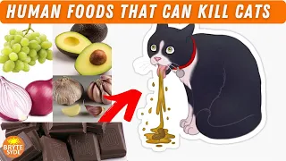10 Most Toxic Human Foods That Are Harmful To Your Cats