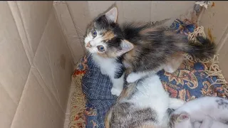 Orphan Kittens Fighting For Milk When Mother Cat Is Feeding Them