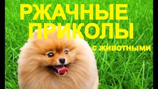 🔴 ЛУЧШИЕ ДО СЛЁЗ #СМЕШНЫЕ ЖИВОТНЫЕ 🔴 ПРИКОЛЫ С ЖИВОТНЫМИ #КОТЫ 🔴 СОБАКИ #petsworld 16