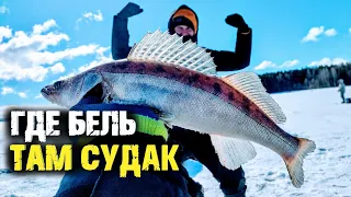 Где бель там судак. Поиск с практиком 8