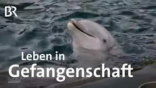 Wie geht es Delfinen und Orcas in Zoos und Delfinarien?  | Gut zu wissen | BR | Artenschutz