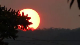 Pé de Cedro - Miltinho Rodrigues