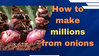 Onion farming in Kenya; How to grow the best most marketable bulb onions in 2023