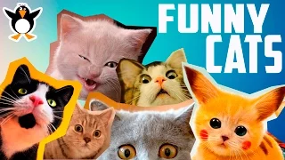 Подборка котов! Funny cats, Смешные коты!!! Прикольные, ржачные, веселые котики, кошки, котята.